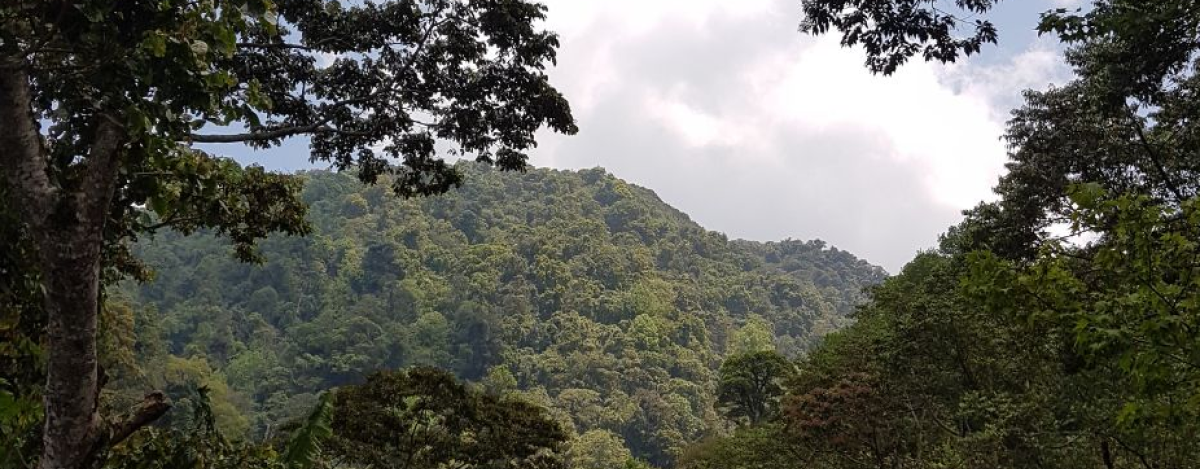 El café en Nicaragua