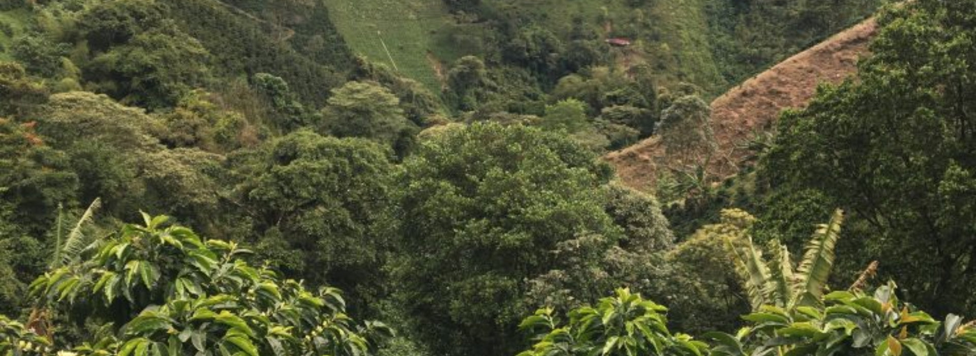 Café colombiano: sabores y procesos únicos