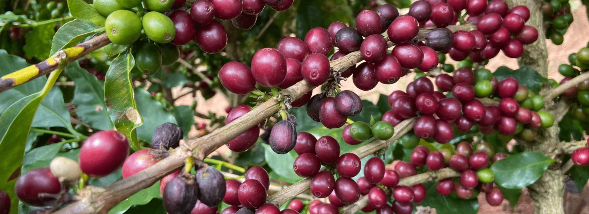 El café de Brasil: Cosecha 2022