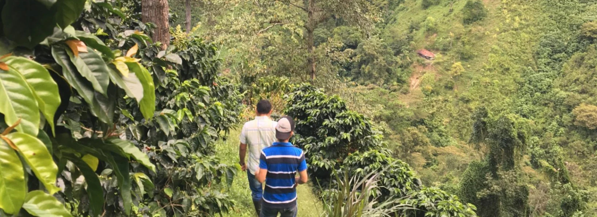 Trato directo: Colombia