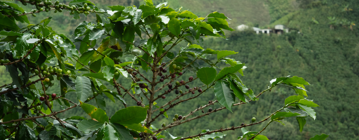 Viaje a origen: Colombia 2022