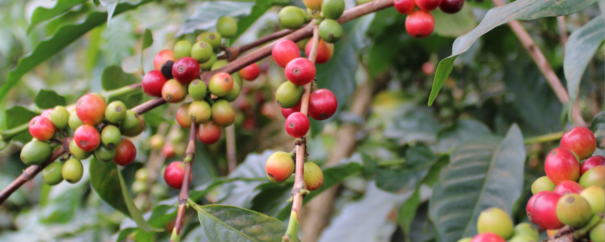 Café Arábica vs. Robusta