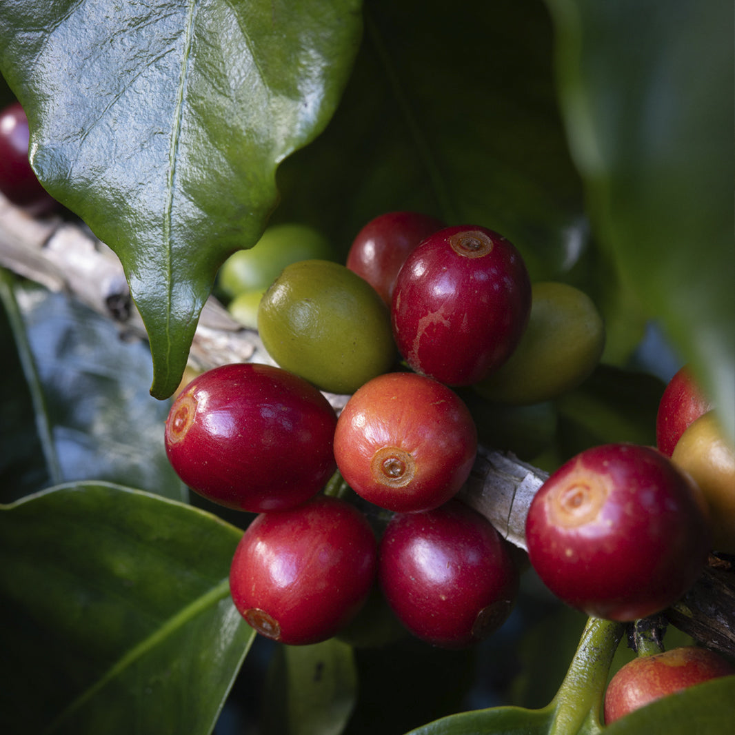 Spanish Brewers Cup 2026