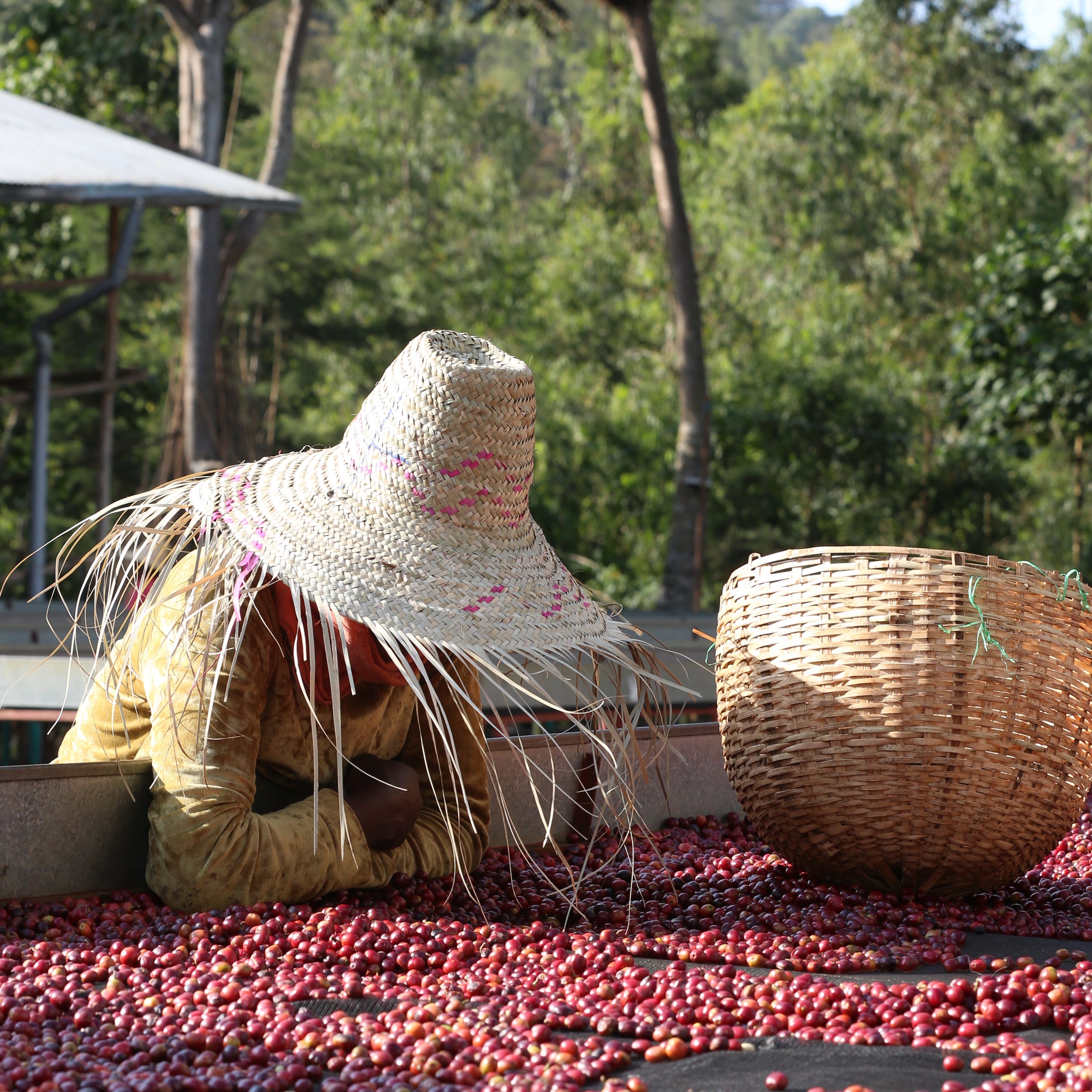 Finca Etiopia cafe especialidad Heleanna Georgalis