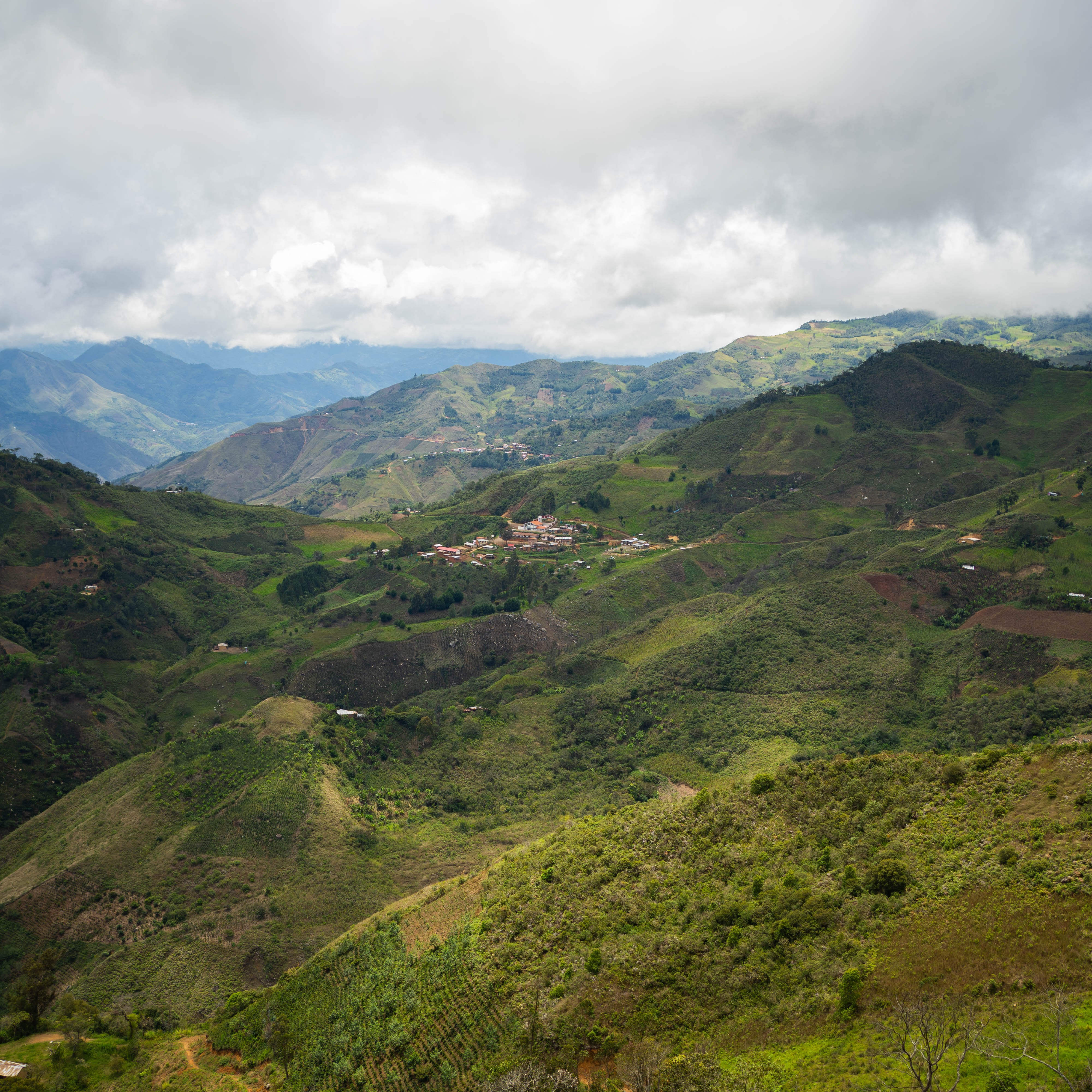 Cajamarca, peru, cafe especialidad finca ausberto oblitas