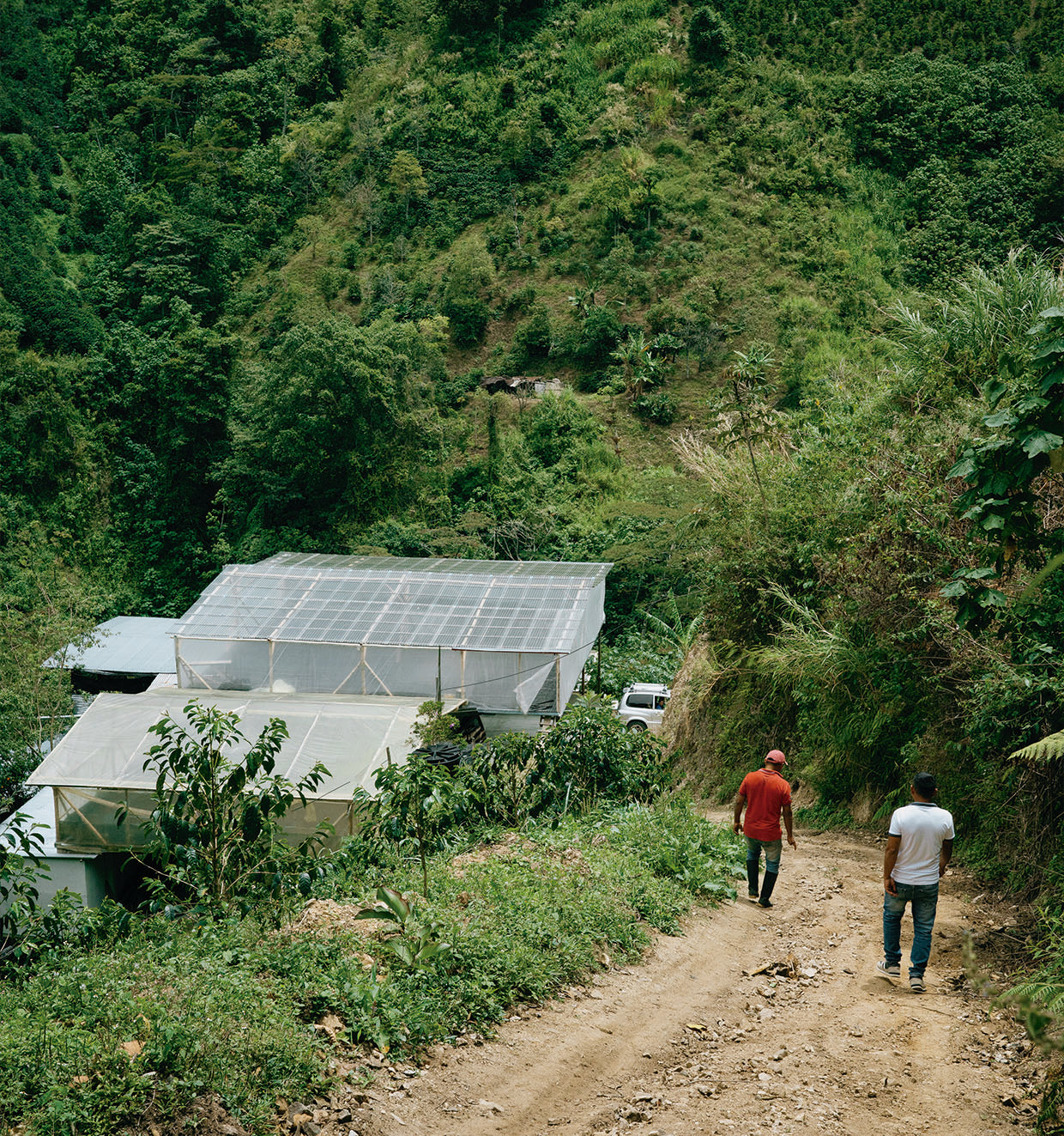 Finca de café de especialidad de los Hermanos Contreras en el Departamento de Huila Colombia