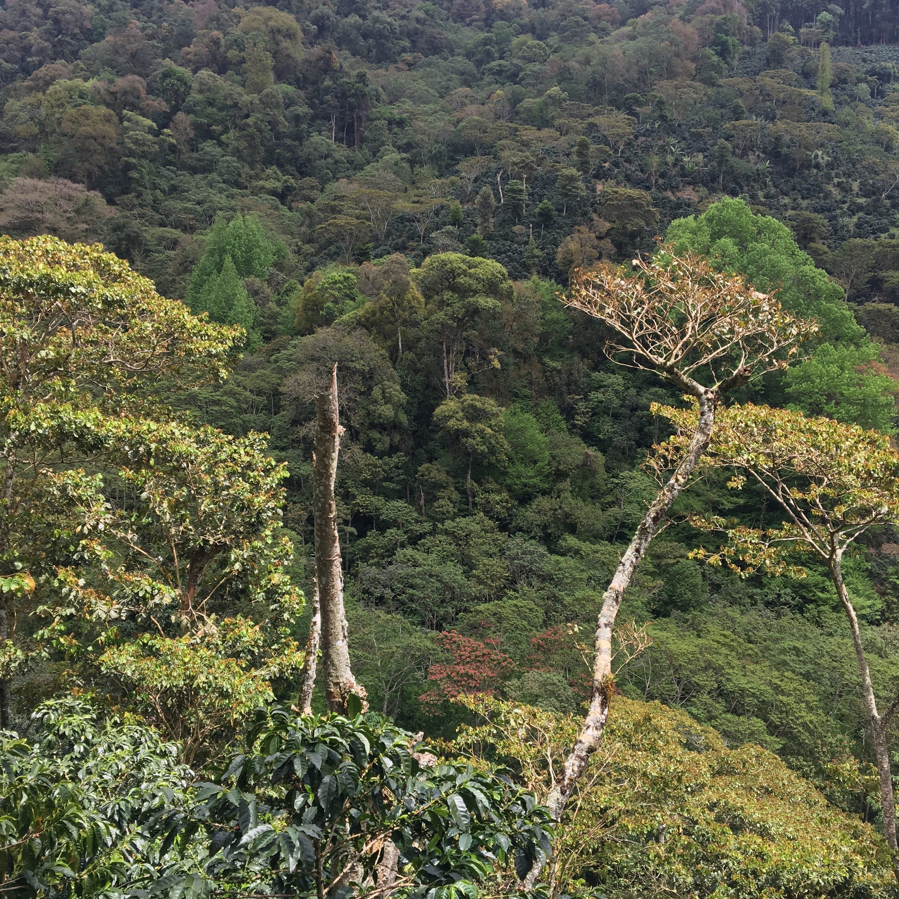 Finca Un regalo de dios Nicaragua Luis alberto balladarez