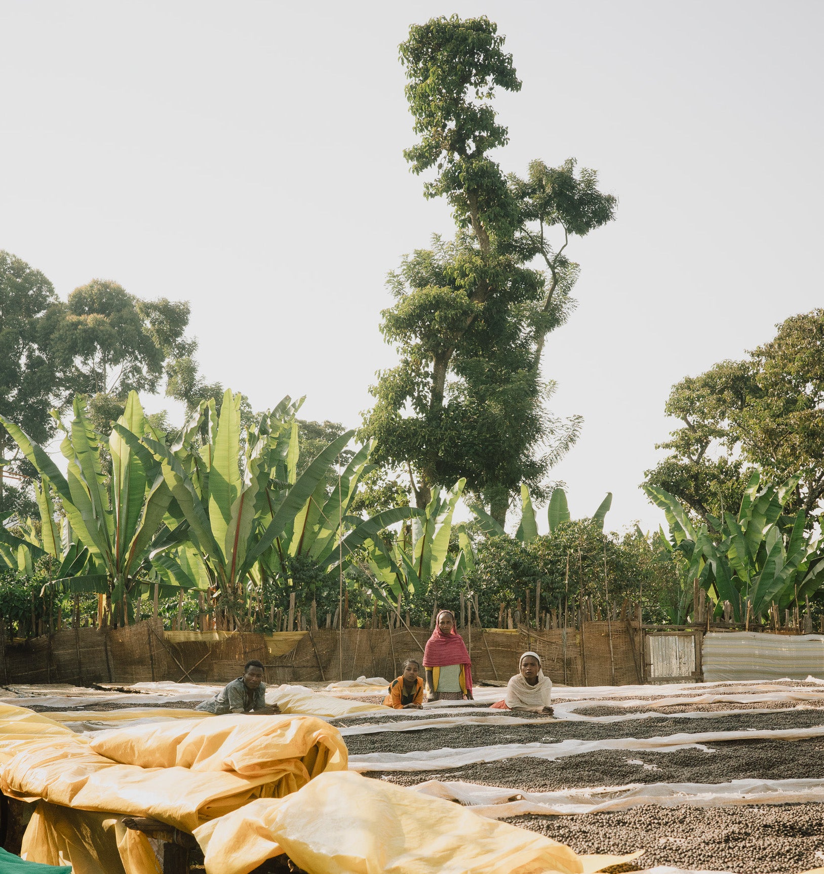 Mujeres y hombre en Finca de café en etiopía junto a camas Africanas