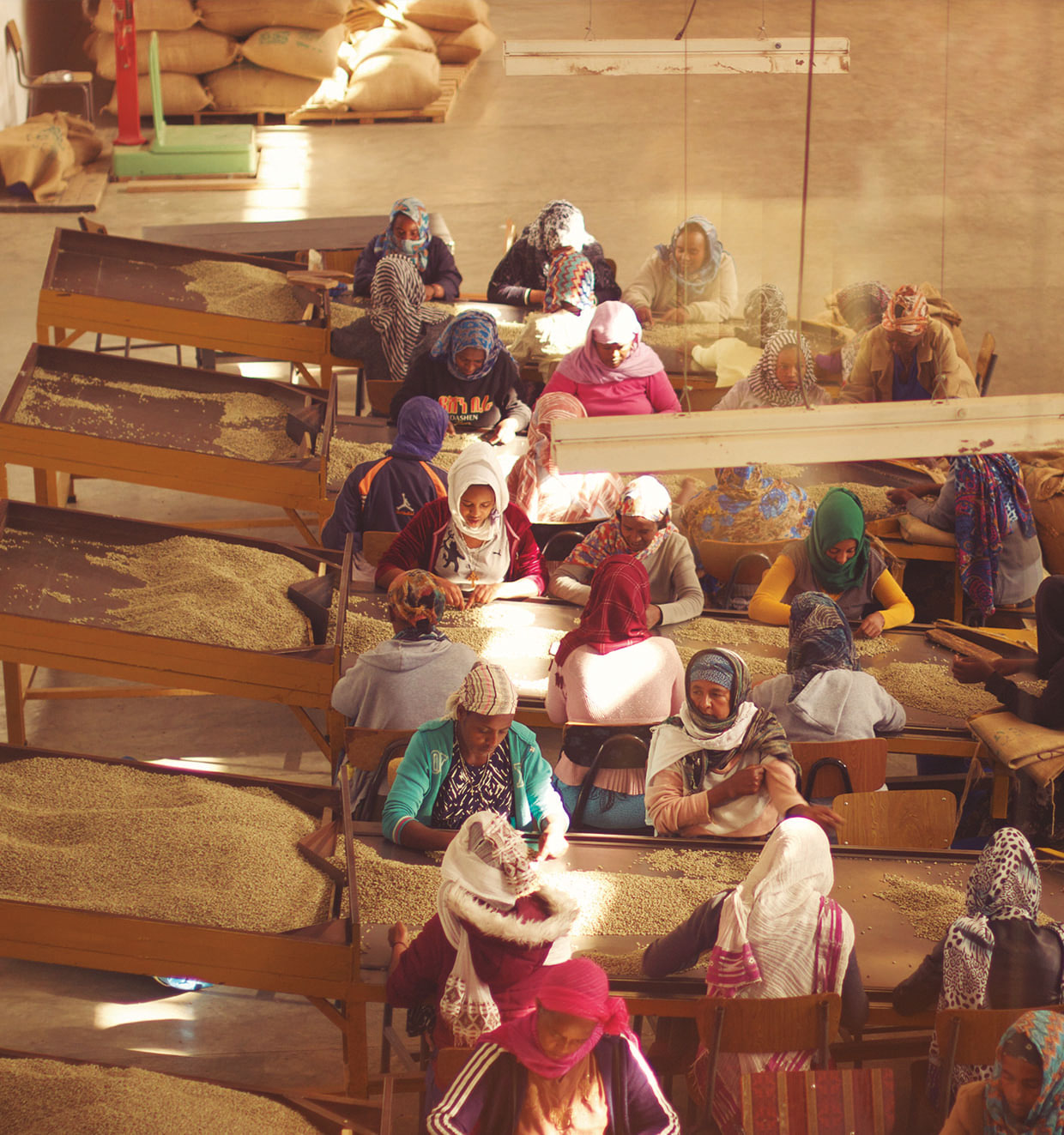 Mujeres trabajando en finca de cafe en Etiopia
