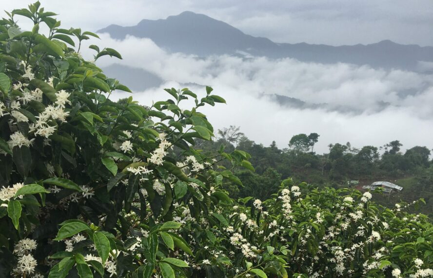 En Colombia experimentamos con recetas RS para generar nuevos lotes de café de especialidad