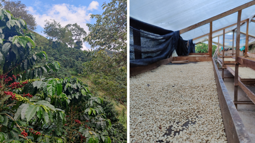 Ruta del café en Colombia: visita a origen y trabajo con productores de café de especialidad