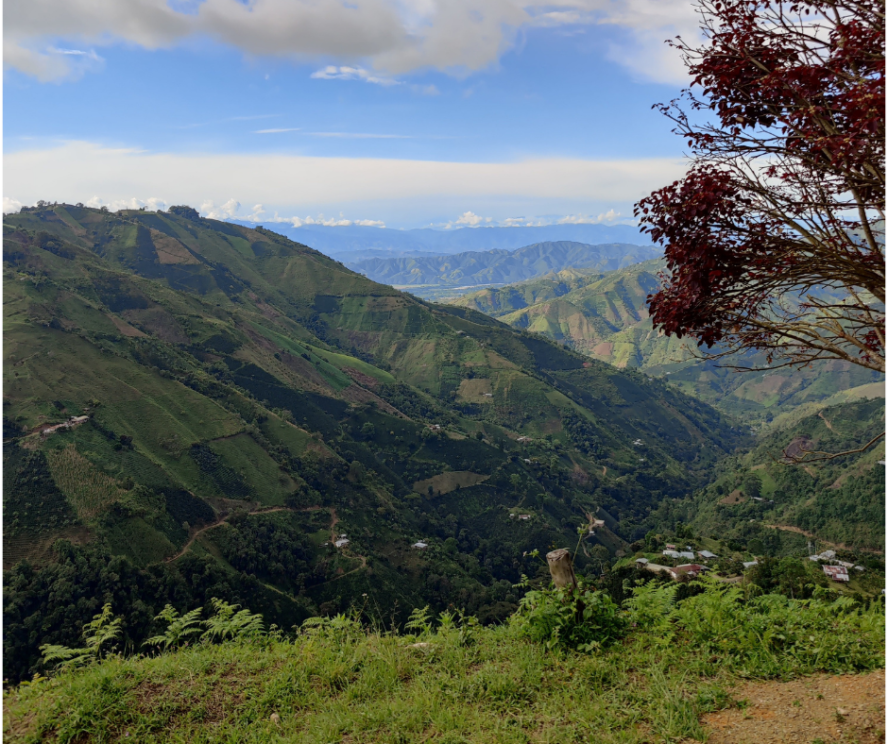 Visita a origen Colombia: ruta del café y trato directo con productores