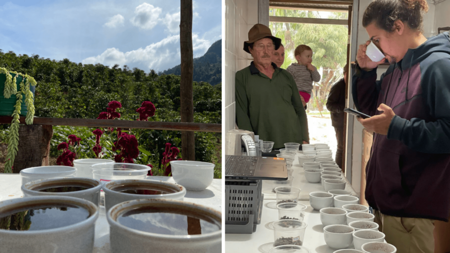 Cata de café de brasil