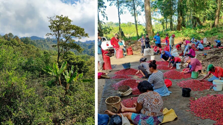 Familias productoras de café en la región de Huehuetenango, Guatemala.